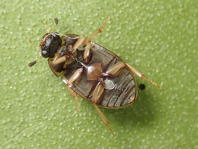 Hydrophilidae: forse Cercyon laminatus? Sì.
